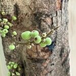 Ficus racemosa Fruto
