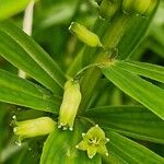 Polygonatum verticillatum 花