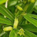 Polygonatum verticillatum പുഷ്പം