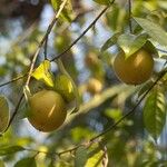 Myristica fragrans Fruit