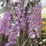 Dendrobium anosmum Fiore