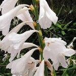 Watsonia borbonica Blüte