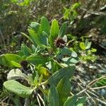 Borrichia frutescens Leaf