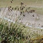 Carex atrofusca Habitus