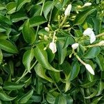 Jasminum fluminense Φύλλο