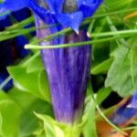 Gentiana acaulis Flower