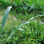 Echinochloa muricata Blad