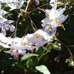 Solanum laxum Цвят