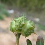 Tribulus terrestris Fruit