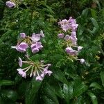 Phlox paniculata Flor