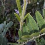 Tephrosia virginiana 樹皮