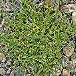 Cyperus michelianus Övriga