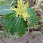 Cestrum parqui পাতা