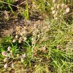 Nidorella aegyptiaca Fruit