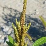 Amaranthus hybridusÇiçek