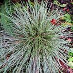 Carex conica Leht