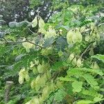 Cardiospermum grandiflorum Fruit