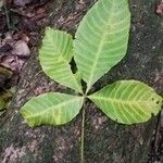 Ricinodendron heudelotii Folha