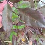 Leea guineensis Leaf
