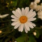 Tanacetum cinerariifolium Blüte