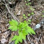 Ribes laxiflorum Habitatea