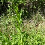 Cirsium monspessulanum Tervik taim
