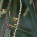 Acacia auriculiformis Flors