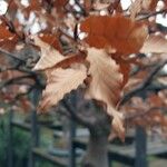 Fagus crenata Hoja