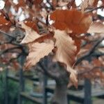 Fagus crenata Leaf