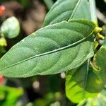 Ruellia brevifolia পাতা