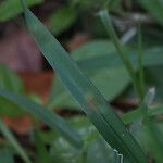 Urochloa eminii Blad