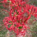 Lycoris radiata Flor