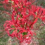 Lycoris radiata Floare