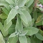 Salvia fruticosa Лист