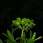 Euphorbia stracheyi Hábito