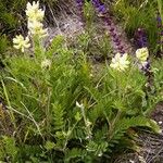 Oxytropis pilosa Květ