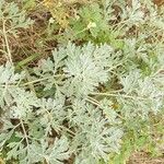 Artemisia absinthium 葉