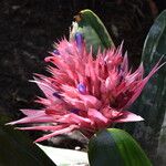 Aechmea fasciataBloem