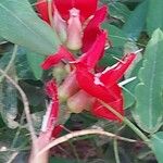 Kennedia coccinea Flor