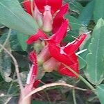 Kennedia coccinea Flower