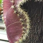 Strophocactus wittii Folha