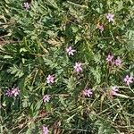 Erodium cicutariumЦвят