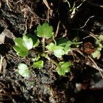 Ranunculus sceleratus Folha