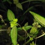 Delilia biflora Leaf