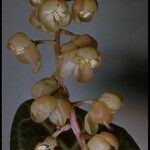 Pyrola picta Fruto