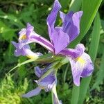 Iris virginica Květ