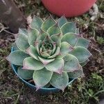 Sempervivum calcareum Лист