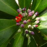 Canella winterana Fruit