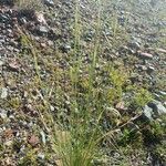 Festuca bromoides 花