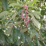 Theobroma grandiflorum Hoja
